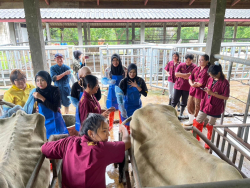 20240823081416(2).jpg - ฝึกประสบการณ์ตรวจสุขภาพและตรวจระบบสืบพันธุ์โคเบื้องต้น นักศึกษาจาก Universiti Teknologi MARA, Malaysia | https://facagri.cmru.ac.th/web