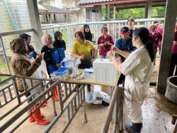 20240823081417.jpg - ฝึกประสบการณ์ตรวจสุขภาพและตรวจระบบสืบพันธุ์โคเบื้องต้น นักศึกษาจาก Universiti Teknologi MARA, Malaysia | https://facagri.cmru.ac.th/web