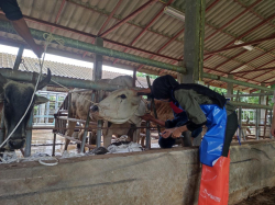 20240823081418.jpg - ฝึกประสบการณ์ตรวจสุขภาพและตรวจระบบสืบพันธุ์โคเบื้องต้น นักศึกษาจาก Universiti Teknologi MARA, Malaysia | https://facagri.cmru.ac.th/web