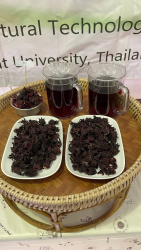 20240913134554.jpg - กิจกรรมฝึกอบรม การทำไวน์ผลไม้เบื้องต้น ให้กับนักศึกษาโครงการแลกเปลี่ยน โครงการ (TF-SCALE) Programme 2024 | https://facagri.cmru.ac.th/web