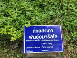 20240924110244(10).jpg - ศึกษาดูงานแปลงรวบรวมพันธุ์พืชอาหารสัตว์ | https://facagri.cmru.ac.th/web