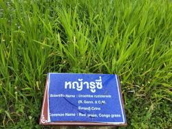 20240924110244(5).jpg - ศึกษาดูงานแปลงรวบรวมพันธุ์พืชอาหารสัตว์ | https://facagri.cmru.ac.th/web