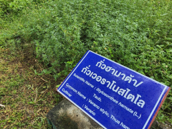 20240924110244(8).jpg - ศึกษาดูงานแปลงรวบรวมพันธุ์พืชอาหารสัตว์ | https://facagri.cmru.ac.th/web