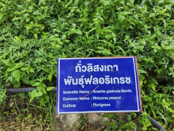 20240924110244(9).jpg - ศึกษาดูงานแปลงรวบรวมพันธุ์พืชอาหารสัตว์ | https://facagri.cmru.ac.th/web