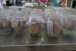 20250311144103.jpg - อบรมเชิงปฏิบัติการนวัตกรรมอาหารจากโปรตีนพืชเพื่อความยั่งยืน | https://facagri.cmru.ac.th/web