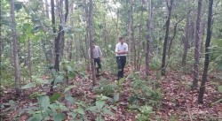 20210818035709.jpg - ศึกษาการปลูกพืชอาหารสัตว์ในพื้นที่ป่าเต็งรังที่เสื่อมโทรม | https://facagri.cmru.ac.th/web