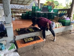 20211019040949.jpg - การอบรมเชิงปฏิบัติการเรื่องการเพาะและการยืดอายุการเก็บรักษาต้นอ่อนและผักไมโครกรีน  | https://facagri.cmru.ac.th/web