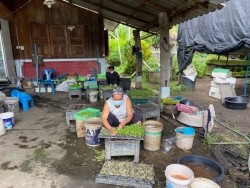 20211019040951.jpg - การอบรมเชิงปฏิบัติการเรื่องการเพาะและการยืดอายุการเก็บรักษาต้นอ่อนและผักไมโครกรีน  | https://facagri.cmru.ac.th/web