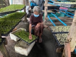 20211019040952.jpg - การอบรมเชิงปฏิบัติการเรื่องการเพาะและการยืดอายุการเก็บรักษาต้นอ่อนและผักไมโครกรีน  | https://facagri.cmru.ac.th/web