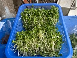 20211019040953.jpg - การอบรมเชิงปฏิบัติการเรื่องการเพาะและการยืดอายุการเก็บรักษาต้นอ่อนและผักไมโครกรีน  | https://facagri.cmru.ac.th/web