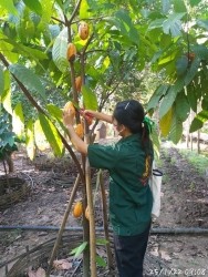 20220127025302.jpg - การอบรมเชิงปฏิบัติการโครงการพาน้องชมสวนและแปรรูปโกโก้ | https://facagri.cmru.ac.th/web