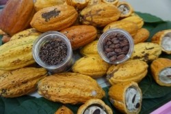 20220127025304(8).jpg - การอบรมเชิงปฏิบัติการโครงการพาน้องชมสวนและแปรรูปโกโก้ | https://facagri.cmru.ac.th/web