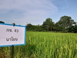 20221107034227(1).jpg - ยกระดับผลิตภัณฑ์ จมูกข้าวไรซ์เบอรี่ผงชงดื่ม | https://facagri.cmru.ac.th/web
