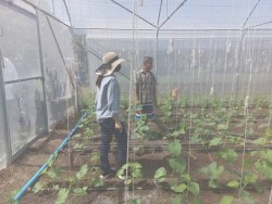 20221118071022.jpg - ยกระดับการผลิตผักและเมล่อนปลอดภัย | https://facagri.cmru.ac.th/web