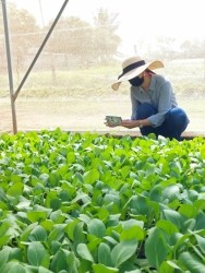 20221118071025.jpg - ยกระดับการผลิตผักและเมล่อนปลอดภัย | https://facagri.cmru.ac.th/web