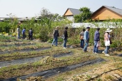 20230129032742.jpg - ปัจจัยที่มีผลต่อคุณภาพผลผลิตและดัชนีการเก็บเกี่ยว | https://facagri.cmru.ac.th/web