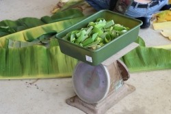 20230213065820.jpg - อบรมการควบคุมโรคและแมลงหลังการเก็บเกี่ยว | https://facagri.cmru.ac.th/web