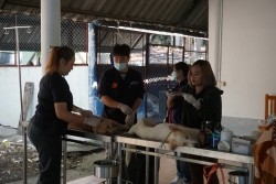 20230219092620.jpg - กิจกรรมการเป็นผู้ช่วยสัตวแพทย์ในการทำหมันสุนัขและแมว และการดูแลสัตว์เลี้ยงหลังการผ่าตัด | https://facagri.cmru.ac.th/web