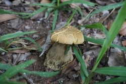 20230304110132.jpg - การเพาะเห็ดป่าเศรษฐกิจด้วยเทคโนโลยี Smart Farm | https://facagri.cmru.ac.th/web