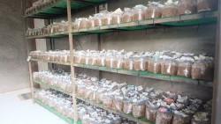 20230305140405.jpg - การเพาะเห็ดโคนน้อยด้วยเทคโนโลยี Smart Farm | https://facagri.cmru.ac.th/web