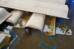 20230312065207.jpg - การเพาะเลี้ยงปูนาเชิงพานิชด้วยเทคโนโลยี Smart Farm | https://facagri.cmru.ac.th/web
