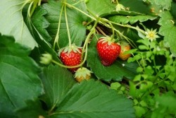 20230320023233.jpg - เทคโนโลยี Smart Farm การพ่นหมอกในโรงเรือนปลูกสตอเบอรี่ | https://facagri.cmru.ac.th/web