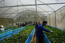 20230320023235.jpg - เทคโนโลยี Smart Farm การพ่นหมอกในโรงเรือนปลูกสตอเบอรี่ | https://facagri.cmru.ac.th/web