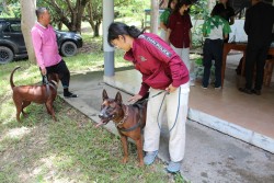 20231228100033.jpg - บริการวิชาการและวิชาชีพด้านปศุสัตว์ สู่ชุมชน | https://facagri.cmru.ac.th/web