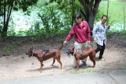 20231228100036.jpg - บริการวิชาการและวิชาชีพด้านปศุสัตว์ สู่ชุมชน | https://facagri.cmru.ac.th/web